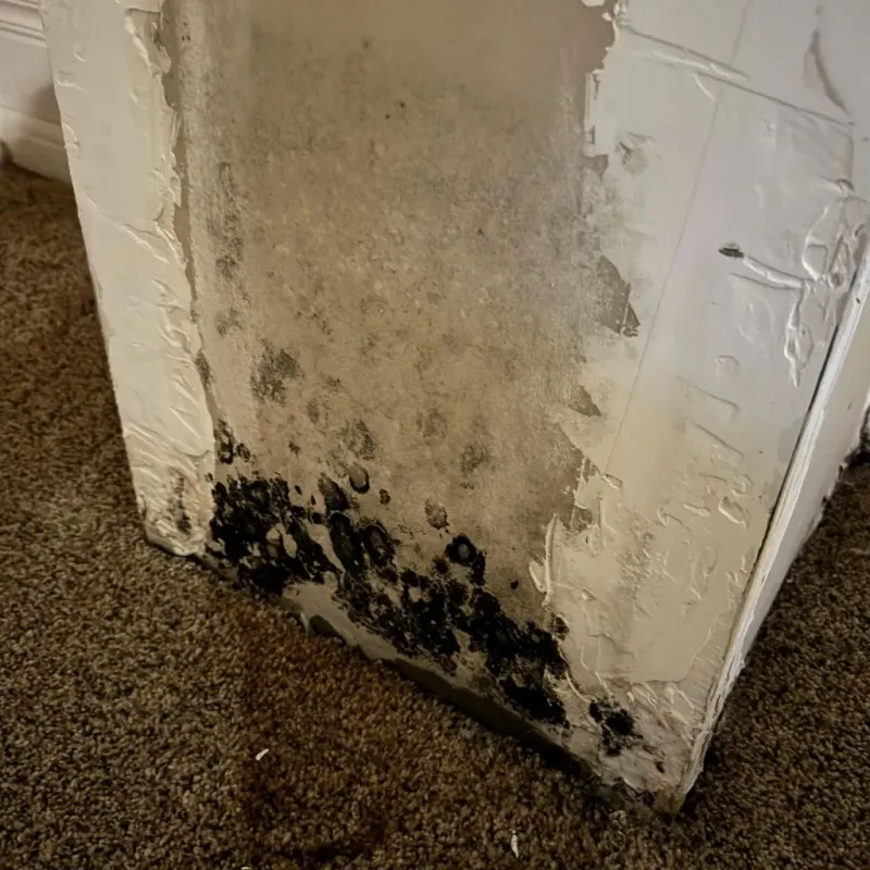 Professional Mold Removal in Acton, CA